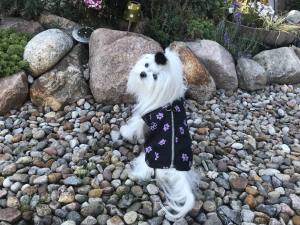Hundejacke - Regenjacke TATZE LILA
