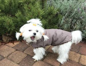 Hundejacke , Winterjacke ALASKA BROWN mit D-Ring