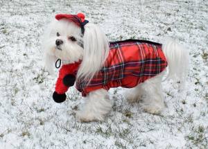 Hundejacke -Winterjacke ALASKA KARO