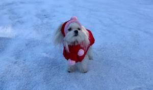 Hundejacke Winterjacke ALASKA RED mit D-Ring