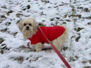 Hundejacke Winterjacke ALASKA RED mit D-Ring