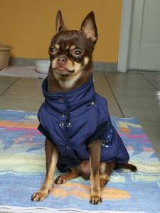 Hundejacke,Winterjacke mit Schal NESNA DARK BLUE RESTPOSTEN