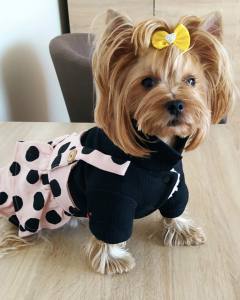 Hundekleid Winterrock BLACK DOTS