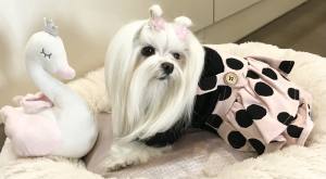 Hundekleid Winterrock BLACK DOTS