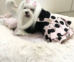 Hundekleid Winterrock BLACK DOTS