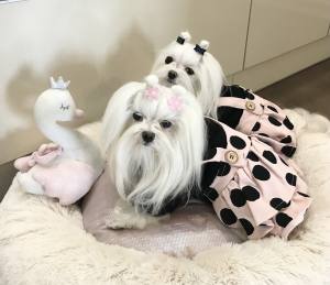 Hundekleid Winterrock BLACK DOTS