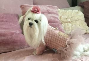 Hundekleid,Mantel Bärchen rosa  mit D-Ring