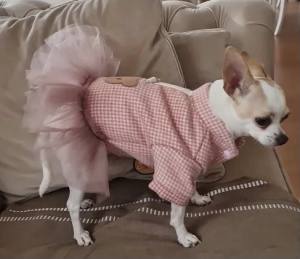 Hundekleid,Mantel Bärchen rosa  mit D-Ring