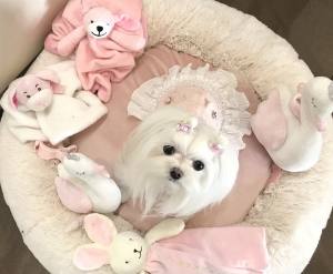 Hundekleid,Mantel Rosa Traum mit D-Ring