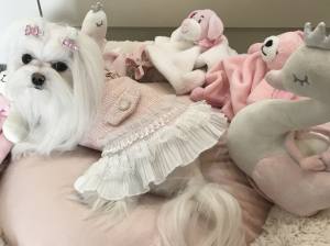Hundekleid,Mantel Rosa Traum mit D-Ring