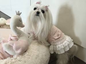 Hundekleid,Mantel Rosa Traum mit D-Ring
