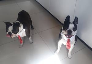 Hundekragen Hundekrawatte auf Halsband  WHITE CLASSIC