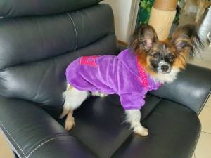 Hundepulli BIG CROWN purple