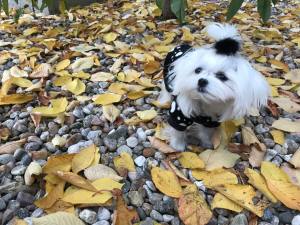 Hundepulli * BLACK PAWS  *RESTPOSTEN