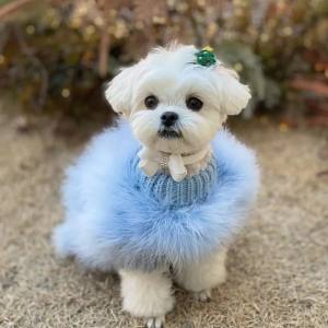 Hundepullover LUX BLUE mit Federn