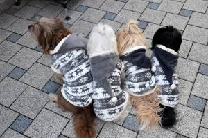 Hundepullover RENTIER GREY