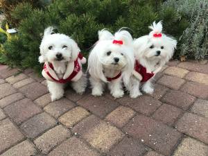 Hundepullover RENTIER RED