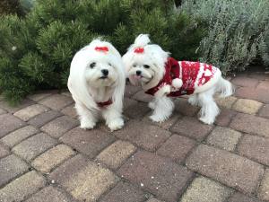 Hundepullover RENTIER RED