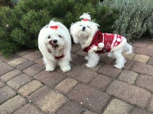 Hundepullover RENTIER RED