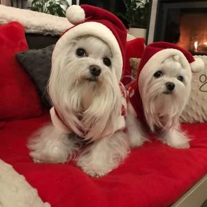 Hundepullover RENTIER RED