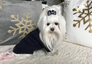 Hundepullover ,Strickpullover für Hunde Bärchen Blau