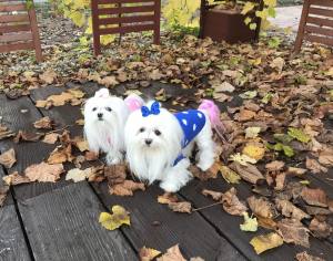 Hundepullover ,Strickpullover für Hunde DOTS BLUE
