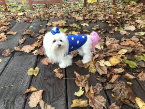 Hundepullover ,Strickpullover für Hunde DOTS BLUE