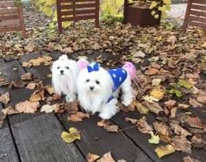 Hundepullover ,Strickpullover für Hunde DOTS PINK