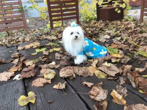 Hundepullover ,Strickpullover für Hunde FLOWER POWER