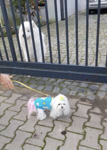 Hundepullover ,Strickpullover für Hunde FLOWER POWER