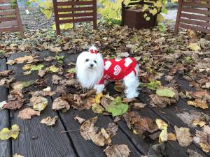 Hundepullover ,Strickpullover für Hunde Lovely HEART RED