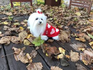 Hundepullover ,Strickpullover für Hunde Lovely HEART RED