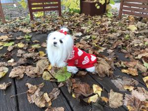 Hundepullover ,Strickpullover für Hunde Lovely HEART RED