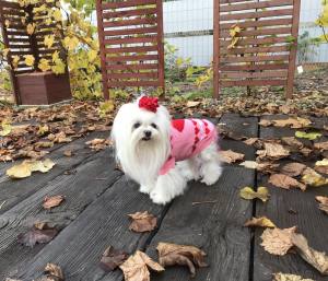 Hundepullover ,Strickpullover für Hunde PINK LOVELY HEART