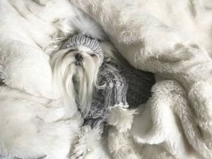 Hundepullover ,Strickpullover mit Mütze  BELLO GREY