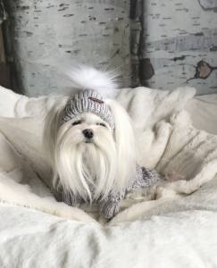 Hundepullover ,Strickpullover mit Mütze  BELLO GREY