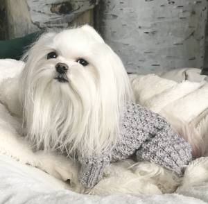 Hundepullover ,Strickpullover mit Mütze  BELLO GREY