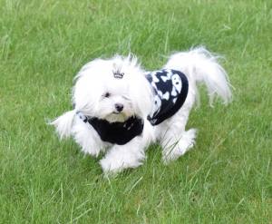 Hundepullover ,Swatshirt ,Kaputzenpulli SKULLY BLACK RESTPOSTEN
