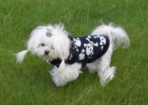 Hundepullover ,Swatshirt ,Kaputzenpulli SKULLY BLACK RESTPOSTEN