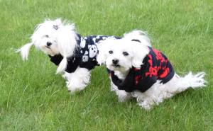 Hundepullover ,Swatshirt ,Kaputzenpulli SKULLY BLACK RESTPOSTEN