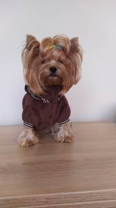 Hundepullover für Hunde BONE BROWN