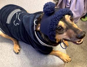 Hundepullover für Hunde BONE Darkblue