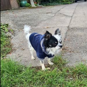 Hundepullover für Hunde BONE Darkblue
