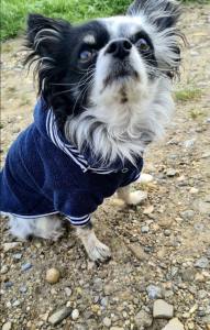 Hundepullover für Hunde BONE Darkblue
