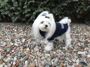 Hundepullover für Hunde BONE Darkblue