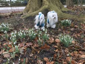 Hundepullover für Hunde BONE PETROL