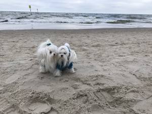 Hundepullover für Hunde BONE PETROL