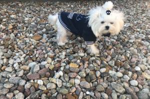Hundepullover für Hunde BONE Darkblue