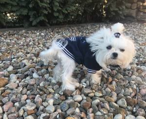 Hundepullover für Hunde BONE Darkblue
