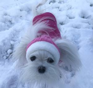 Hundepullover für Weibchen BONE PINK